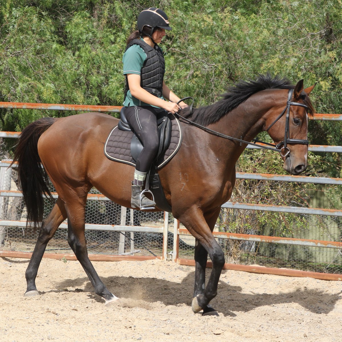 LivingLegendsAU's tweet photo. After a good long break and lots of round yard work, #JohnnyGetAngry has just completed his first day under saddle in our #LegendsUnderSaddle program. We couldn't be more proud! With a 10 out of 10 result, he's definitely a quick learner. https://t.co/F3t5XIeuv8