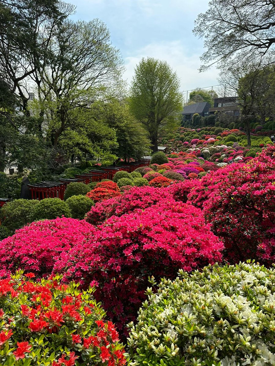 InsideJapan's tweet photo. As blossoms blossom and sakura spread north, spring still has plenty to offer in Tokyo with azaleas taking centre stage for their moment in the sun… #Tokyo #JoysOfSpring https://t.co/MLLXsbwaVy