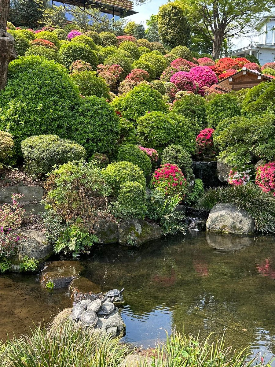 InsideJapan's tweet photo. As blossoms blossom and sakura spread north, spring still has plenty to offer in Tokyo with azaleas taking centre stage for their moment in the sun… #Tokyo #JoysOfSpring https://t.co/MLLXsbwaVy