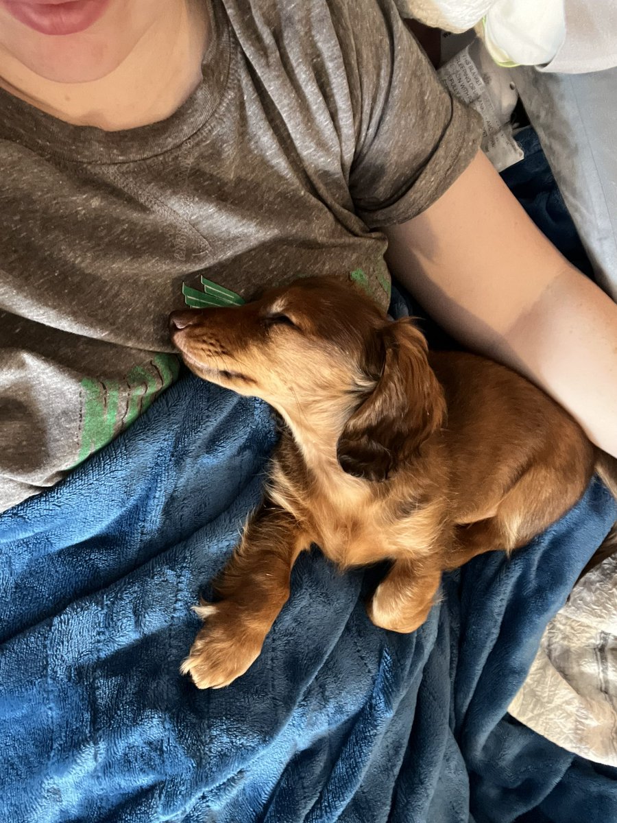 KatyForTX's tweet image. Insomnia? Get a puppy. 
Depressed? Get a puppy. 
Bored? Puppy. 
Think America is fucked? Yep, a puppy. 
Looking into expat opportunities? 

PUPPY*

*jk if you can’t commit 15 yrs. You get to collect crystals instead. I don’t make the rules. 

#DogsofTwittter #spoonies