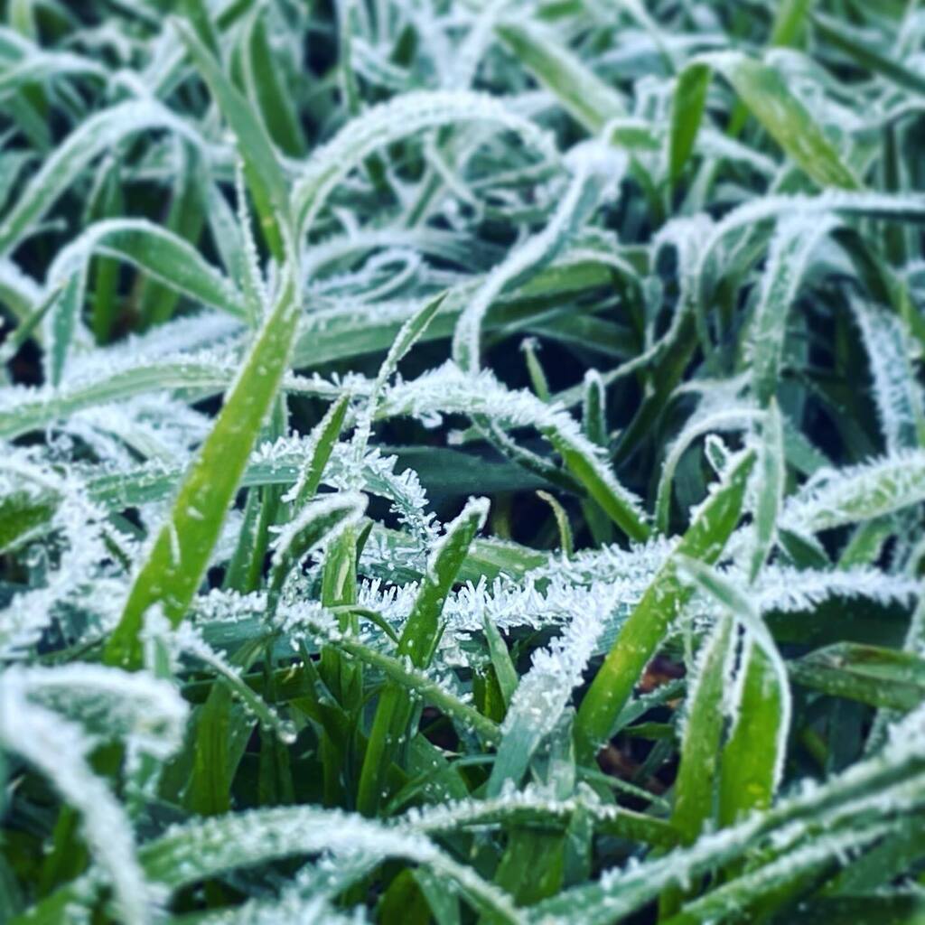 wonderczech's tweet photo. Just casual April morning grass #freezing #spring #nature #green #iphone12pro https://t.co/MBoprOfq6L https://t.co/E7O787v5XV