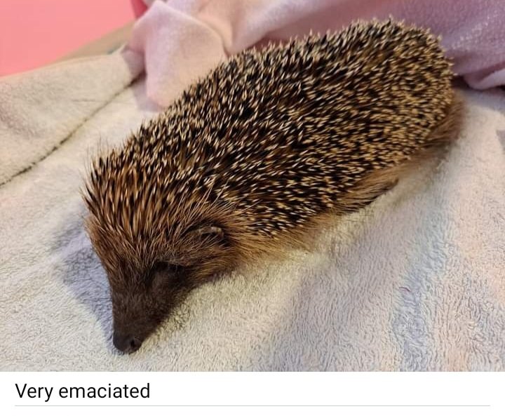 Sunny was admitted on 2/4 (615g, found out in the day).  She had a swollen paw with an abrasion. She's been checked over by a vet and antibiotics given. Lungworm has also been detected.  She's generally in poor shape. 🤞
#hedgehogs #pricklypals #animals #ENDANGERED