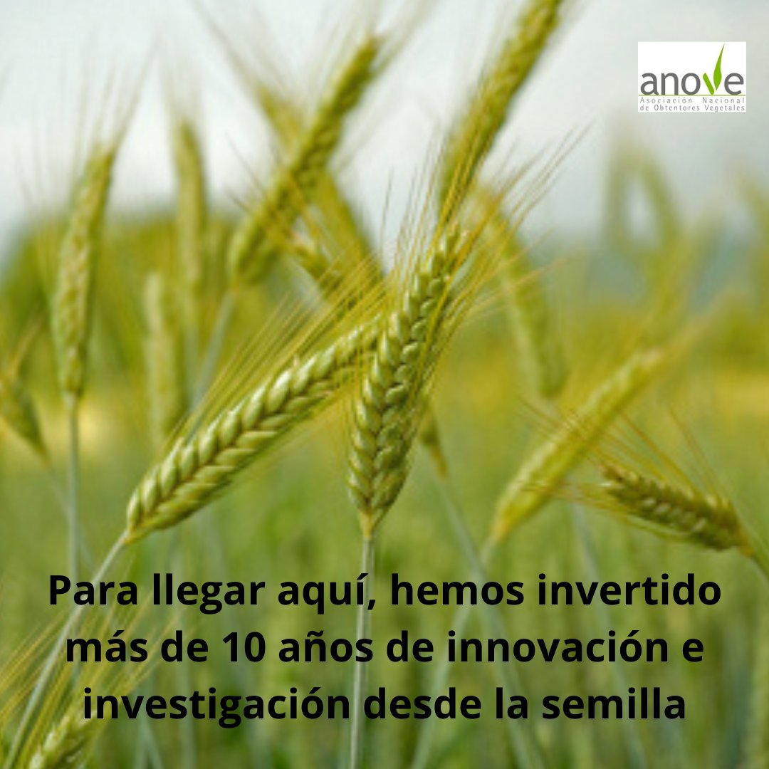 AnoveObtentores's tweet photo. Sabías que poner una nueva variedad en el mercado supone entre 10 y 12 de años de investigación 🔬 y entre 1 y 3 millones de euros 💸 según la especie??? https://t.co/jguPlBjf1i