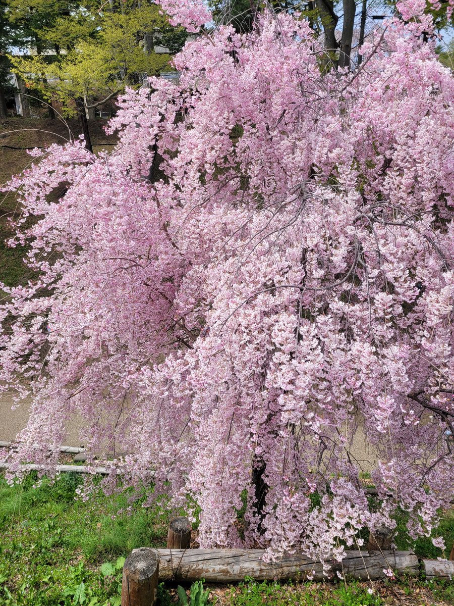 YoRinh29's tweet photo. 今日枝垂櫻,超爆美!
#SAKURA #SakuraWeek23 #sakura2023 -上田城跡。 https://t.co/jaFlxGocql