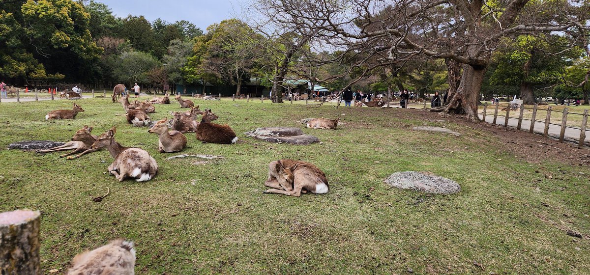 NoGoodCitizen tweet media