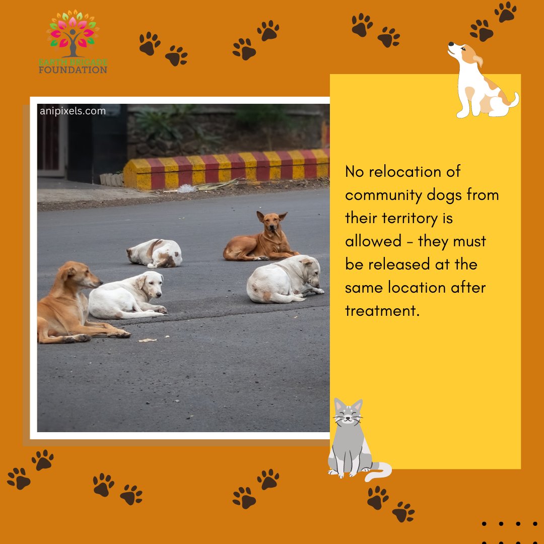 Here's a brief look at 6 points that make this a win for community animals and their feeders.

#ABCRules2023 #AnimalWelfareIndia #CommunityAnimals #StreetAnimals #StrayDogsOfIndia #DogsOfIndia