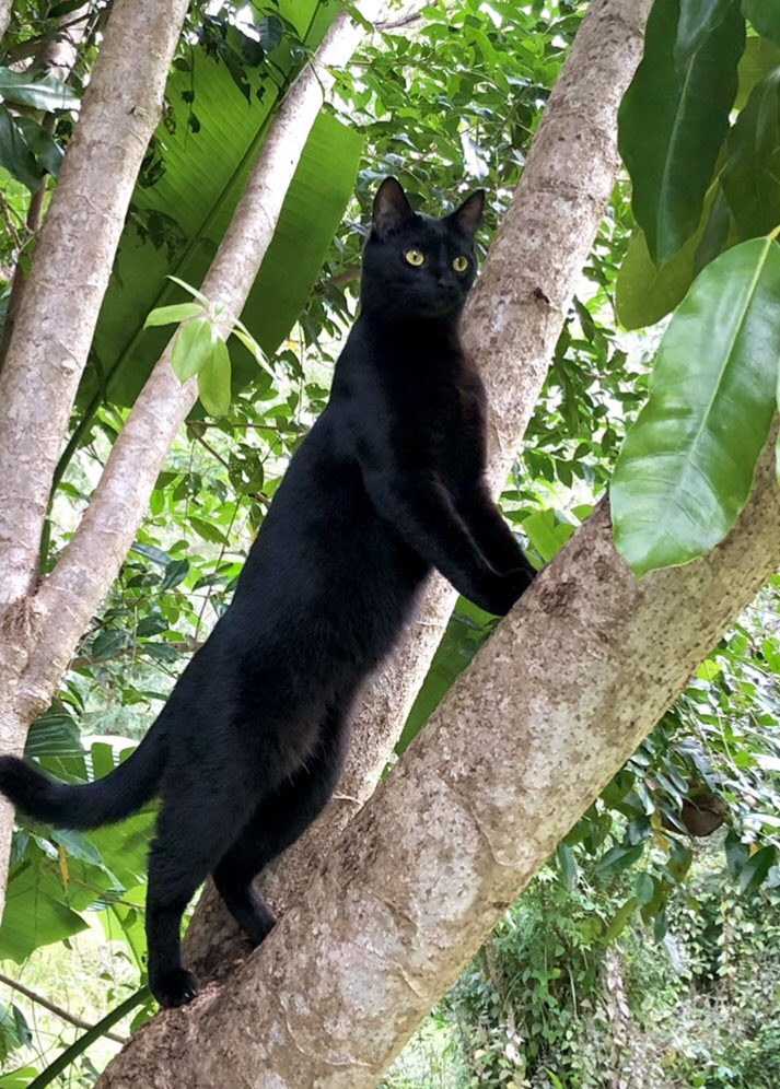 Kitty_Dingolove's tweet photo. のび~ん⁉️クロくん、長いにゃあ❣️🐈⬛🌳🌿😹😆💦
#blackcatlovers #blackcatoftheday #blackcatsareawesome #treeclimbingcat #gardencat
#黒猫同盟 #黒猫は映える #木登りねこ #自然の中の猫 #黒猫は黒豹 https://t.co/IDZ3oga7gl
