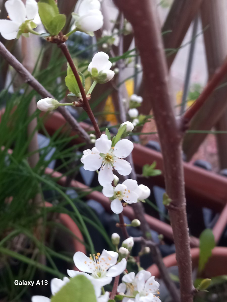 MaryMarieAH's tweet photo. Beautiful World 😍💕 
#ThanksGod #printemps  #Flowers  #spring #lifestyle  #moon #MurphysLife🐶🐾 https://t.co/Ay7Xkm94GJ