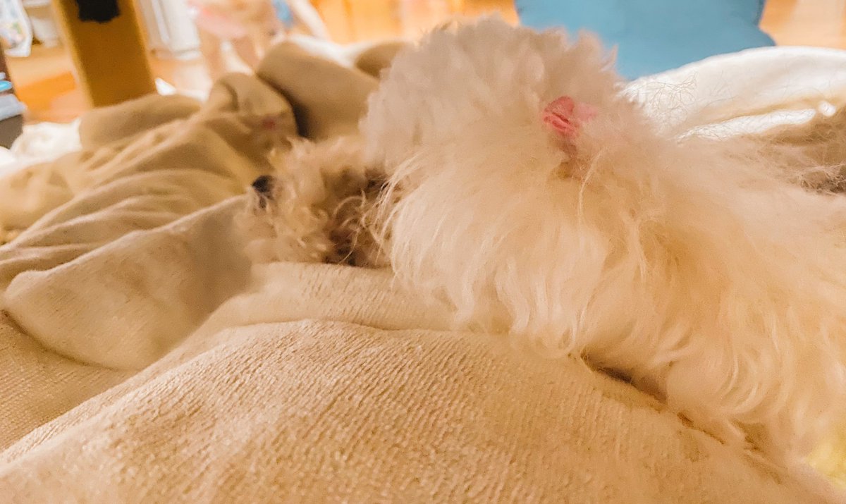 いとしい🐶 https://t.co/8X43yQiM5N