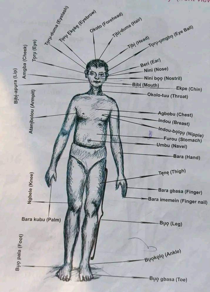 ourbayelsa's tweet image. @ijawsingleforum @BadoukumorJ @NativePreacher_