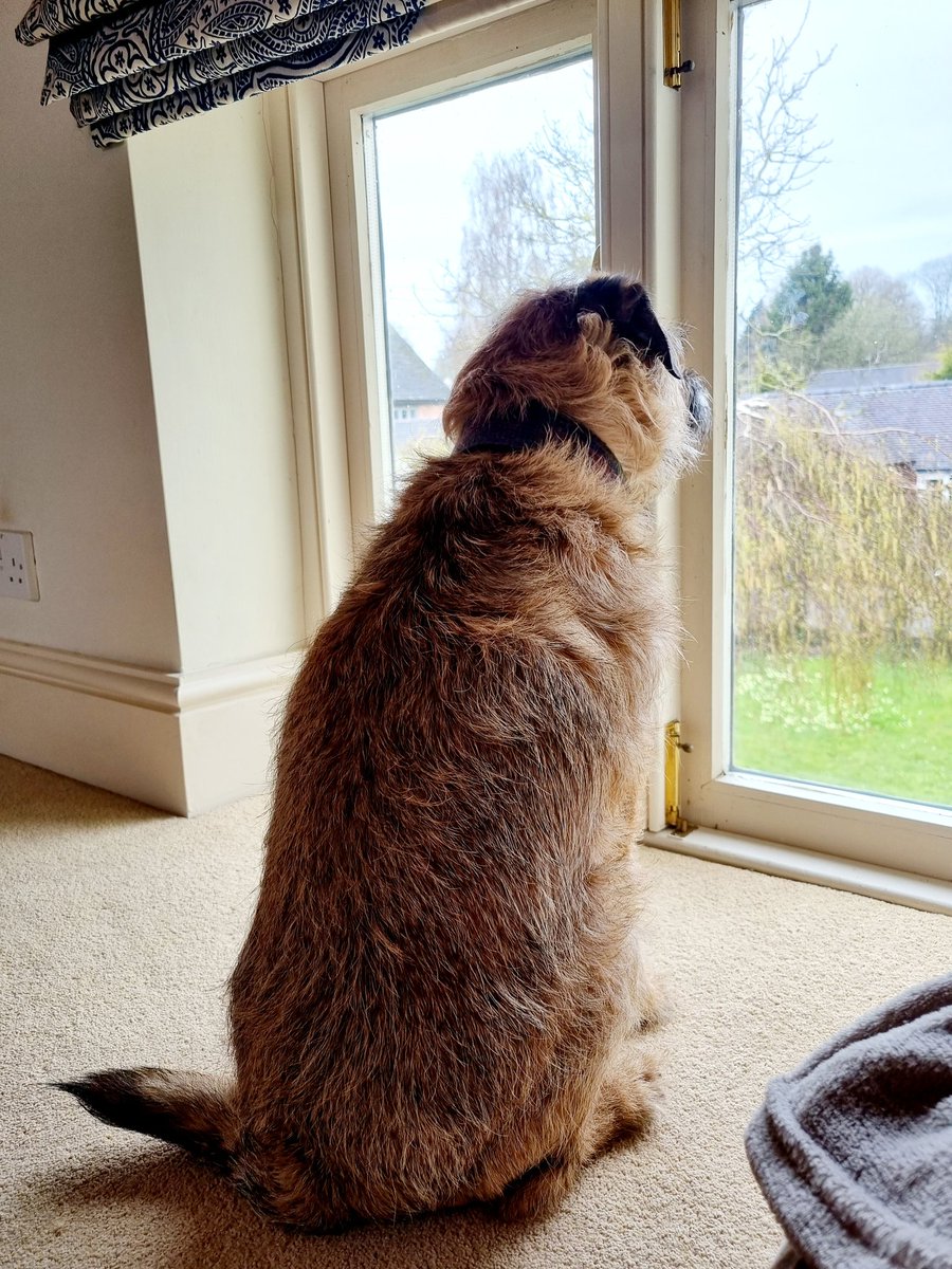 AlexPountney's tweet photo. Bert has secured the perfect spot for a spell of rainy day nosing at the neighbours. https://t.co/pJIMr8ycF0
