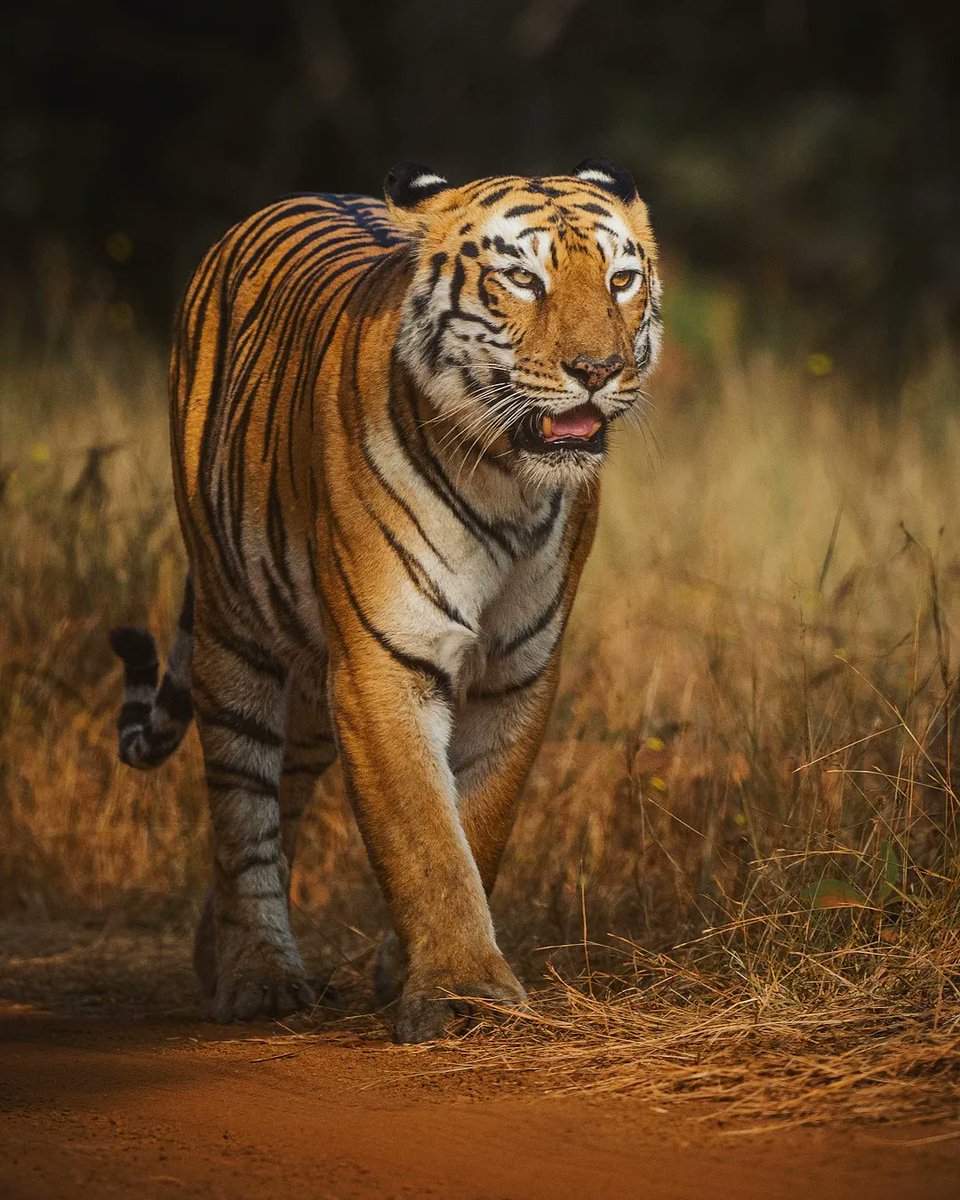 iyer_naresh's tweet photo. Majestic, powerful, and simply breathtaking. Maya, the undisputed queen of hearts, graces us with her presence once again. 
#TigerTales #MayaTheQueen #TadobaAndhariTigerReserve #BBCWildlifePOTD #natgeoindia #niffeature #wildlife #nature #bigcat #wildlifeindia https://t.co/R6yJKnVj4L