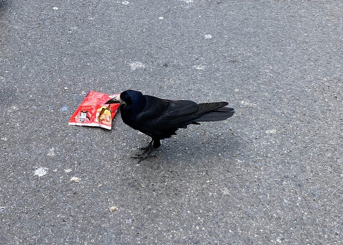 GalwayWalks's tweet photo. In six words or fewer, put a caption on this photo that I took in #Galway. Here’s one,
‘My wife’s got that craving again’
#caption #captionthis #sixwordstory #Corvuscorvus #crow #rooke #crisps https://t.co/MqWfjokiGI