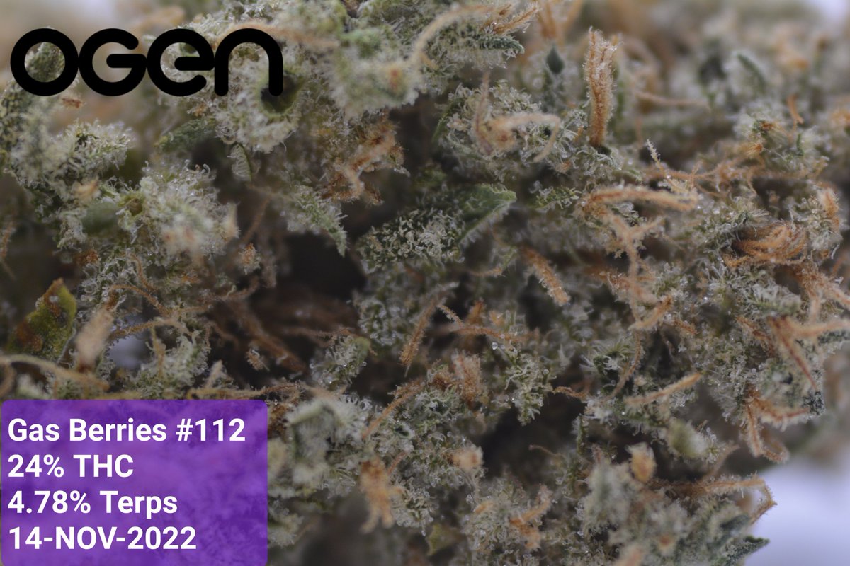 Loved the flavor on this one. They haven't maid something this tasty seens Bacio Punch #8, so glad they re-released it
Good job @OGENcultivator 🔥

#ogenauts #cannabiscommunity #albertagrown #handtrimmed #craftcannabis #topshelf
#calgarycultivators
#Weed #420community