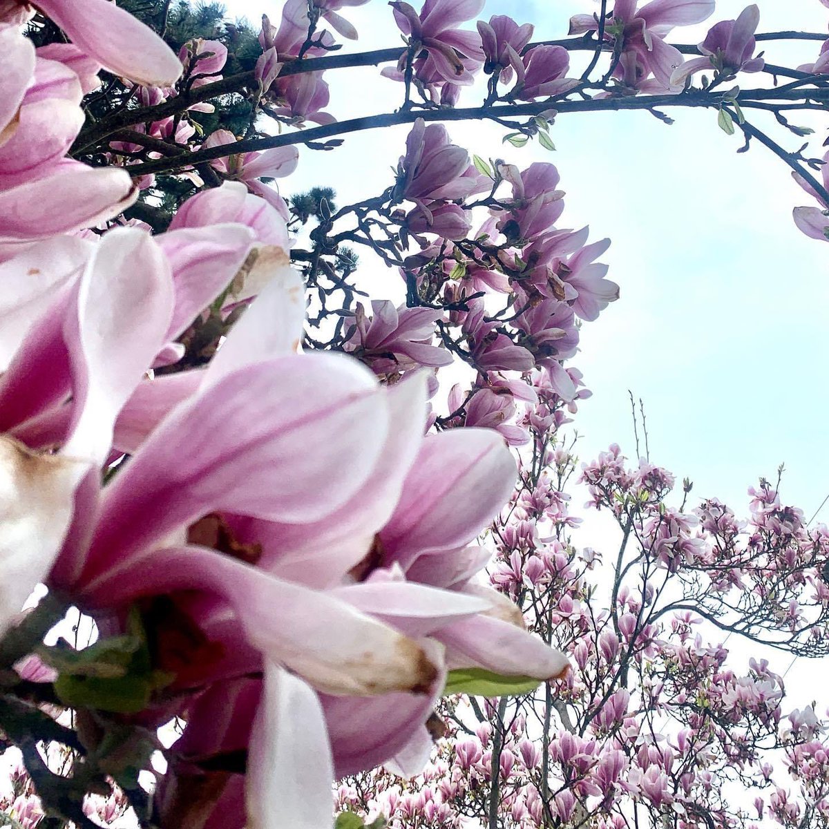 **DEADLINE** 17th APRIL send your adverts and stories in to be included in our May/June edition ❤️#lymm #lymmpages #lymmbusiness #lymmvillage #lovelymm