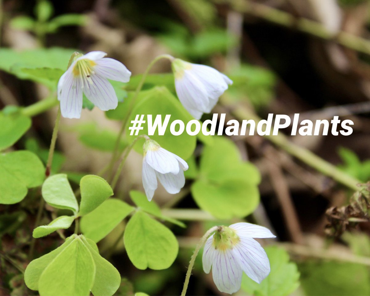 What can you find flowering in woodland? That’s the challenge this week from Wildflowerhour! Post your finds using the hashtag #WoodlandPlants for #WildflowerHour this Sunday 8-9pm. Happy flower-hunting!