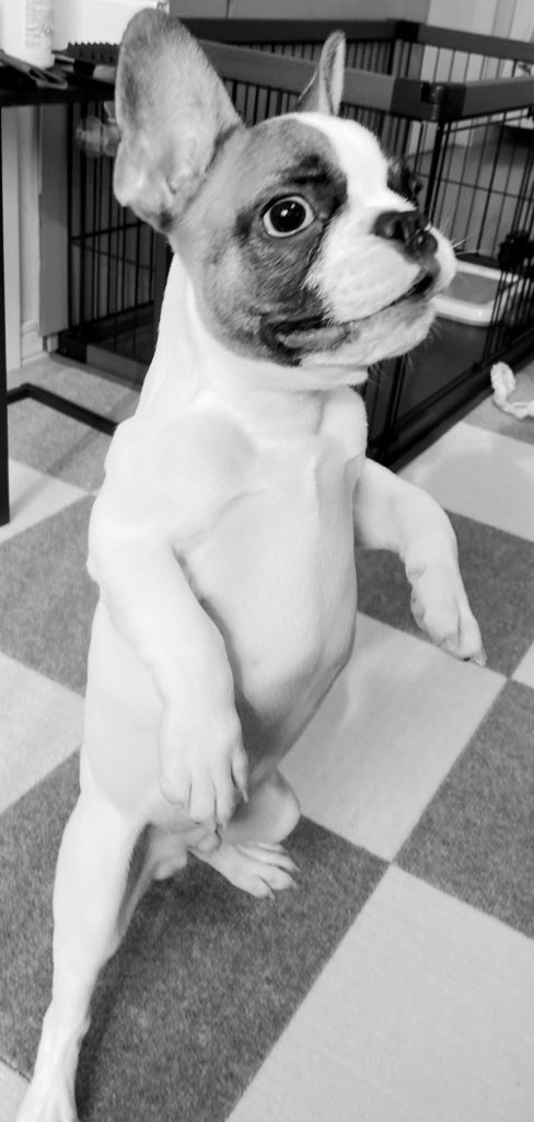 cona_bull's tweet photo. デッドリフト100kgいけそうだろ？ https://t.co/mTU0lapqtA