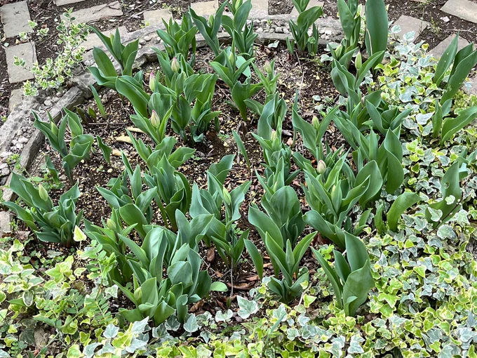 冬、メンタルボロボロのなか春のためにと球根植えておいてよかった 