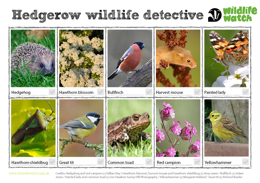Hedgerows are important for a whole range of species. Find out how to manage a hedgerow for wildlife 👉 wildlifetrusts.org/wildlife/manag…