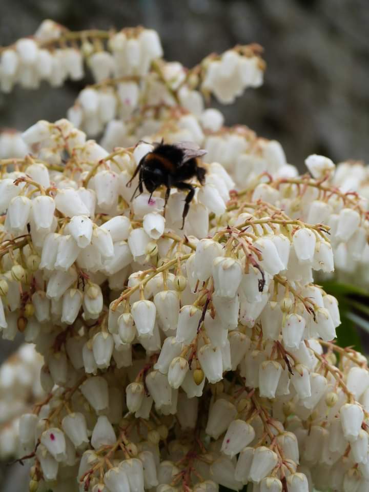 Torridge215's tweet photo. Pieris: Peerless beauty and a shrub that'll do you - and the bee - proud . . . but don't mention lime! Check this one out at https://t.co/aUyk2HLLnr
#pieris #shrubs #devonngs #beauty https://t.co/kh6VJ37nYQ