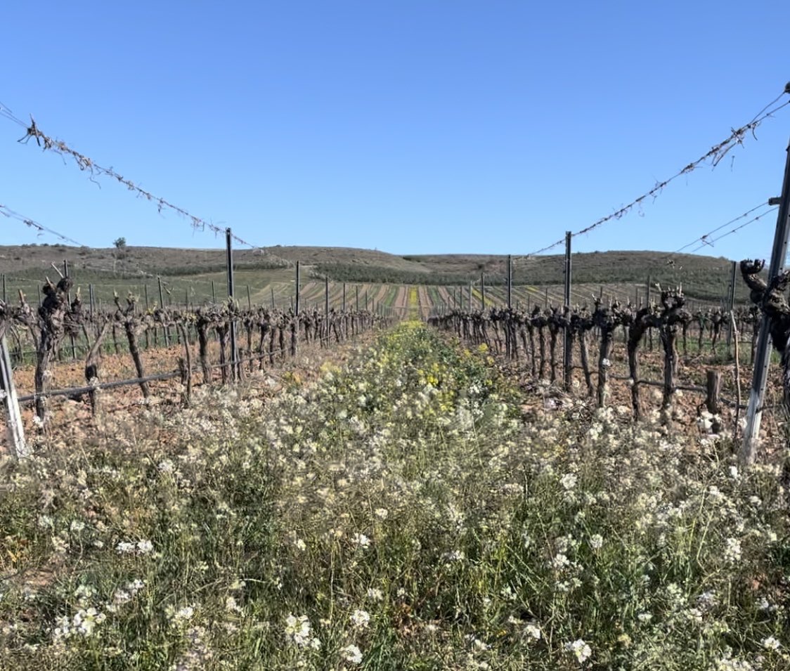 Bodegas Ochoa tweet media