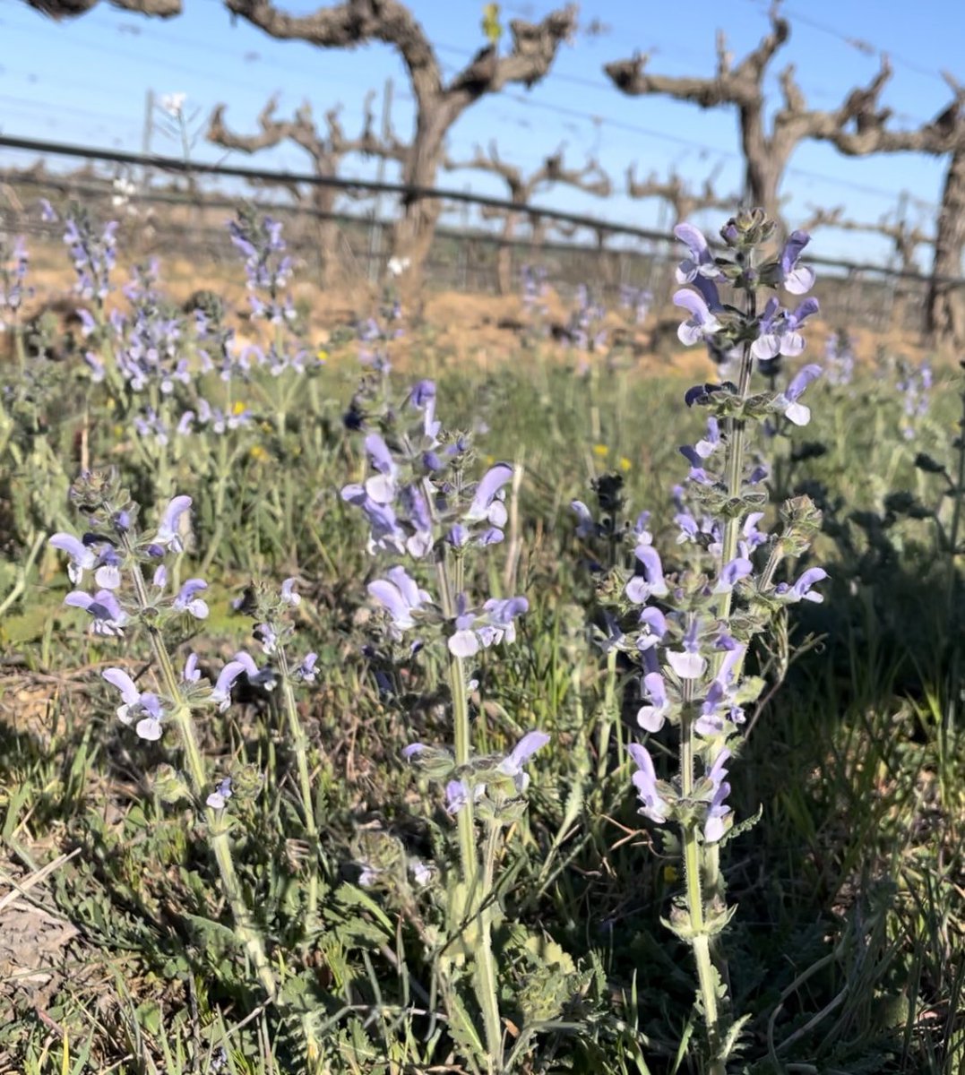 Bodegas Ochoa tweet media