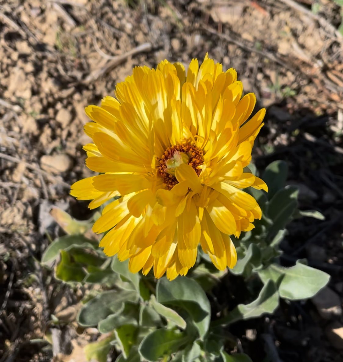 Bodegas Ochoa tweet media