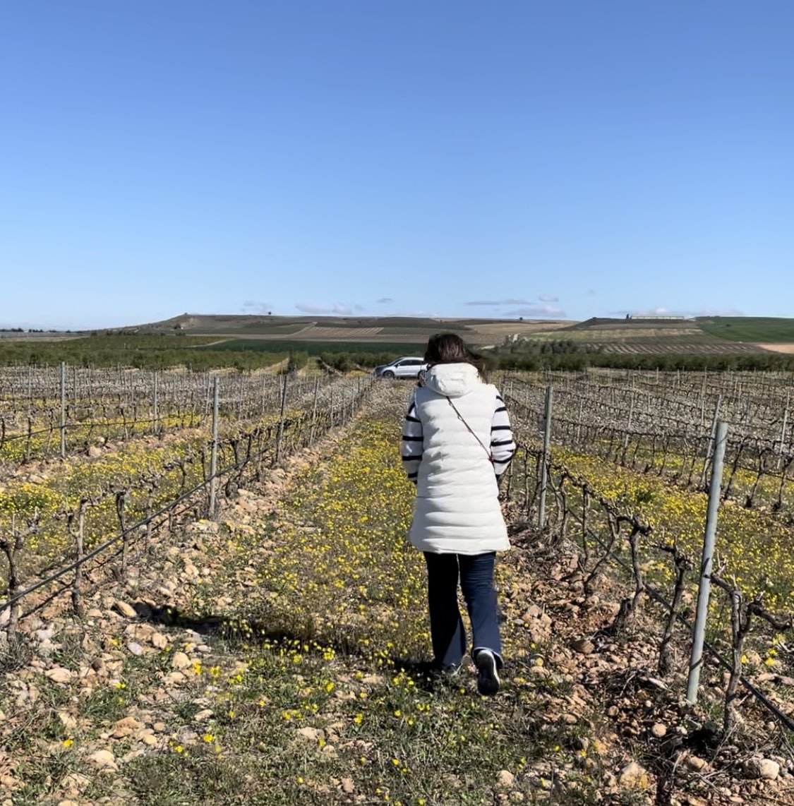 Bodegas Ochoa tweet media