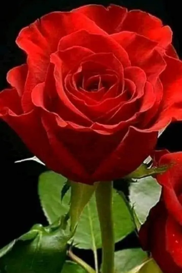 Cubano De ❤️ tweet media