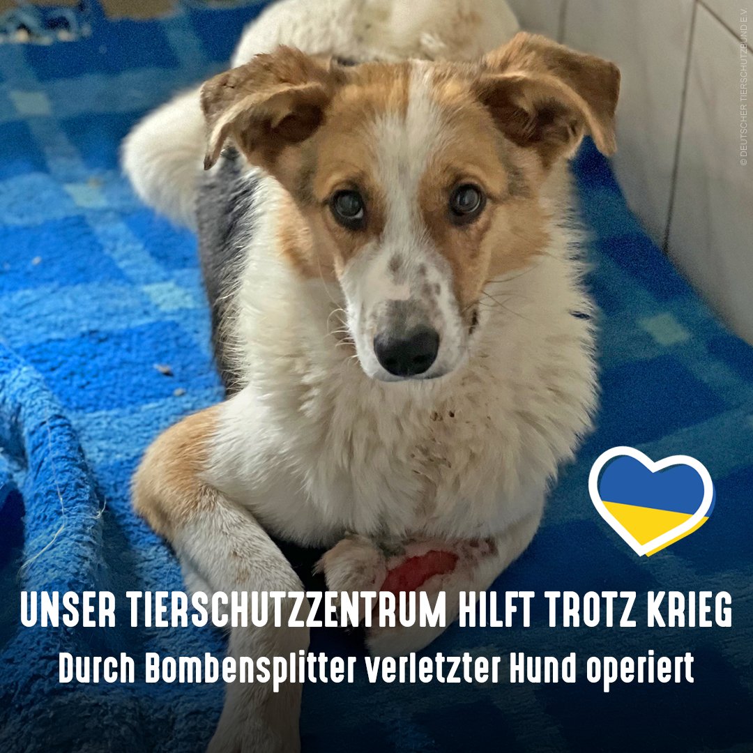 Seine Pfote wurde von Bombensplittern verletzt & brachte ihm den Namen 'Splitter' ein. Eines von vielen Tieren, die Tierfreunde in unser Tierschutzzentrum #Odessa bringen. Dort wurde Splitter operiert & versorgt. Ihr könnt unsere Arbeit unterstützen 💙💛👉 tierschutzbund.de/spendenportal/…