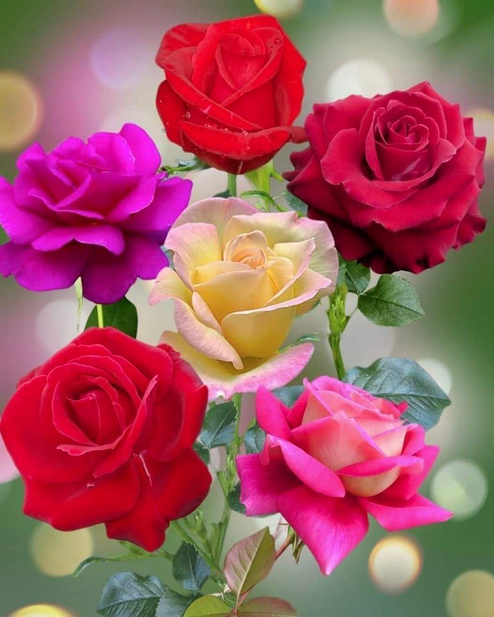 Dr ۔Fatima 💖🇵🇰 tweet media