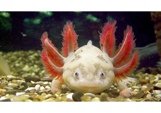 AxolotlHourly's tweet photo. Axolotl https://t.co/RaRcwuJcIU