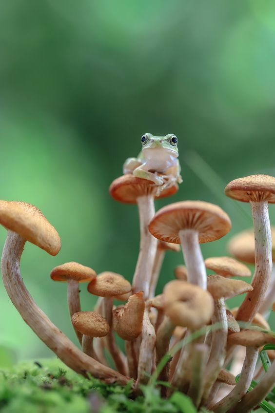 hourly frogs ! ꕥ (@hourfrogs) on Twitter photo 