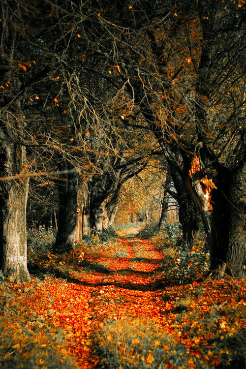 water_planet's tweet photo. Autumn Rust, Latvia #AutumnRust #Latvia https://t.co/zyuhUPNjft https://t.co/lPZGM4wWaY