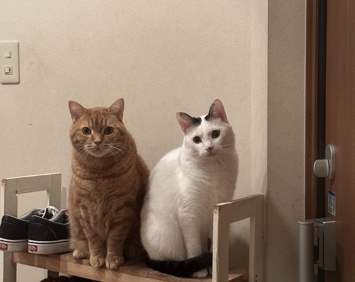 FhMpv's tweet photo. @Yoshihiko_HTC そんなこと言ってるとウチの猫を横田の家に投下します。 https://t.co/IphPG0B1Y8