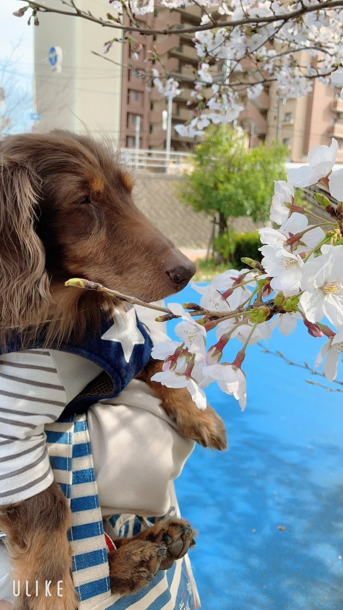 VaniraMaria's tweet photo. 🌸リュウと一緒に見た桜🌸

今年も満開になって、　
　　　少しづつ終わりに近づいて��た🌸

　　また一緒に見たかったな😰
　
     ˖⋆࿐໋₊💐ෆ ˖⋆࿐໋₊💐ෆ ˖⋆࿐໋

リュウがいないこの世界は、寂しいよ😭

#ペットロス
#虹の橋🌈
#会いたい https://t.co/vtMD1GxJSj