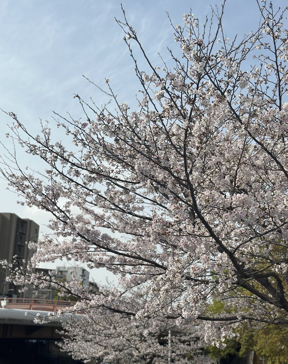 VaniraMaria's tweet photo. 🌸リュウと一緒に見た桜🌸

今年も満開になって、　
　　　少しづつ終わりに近づいて��た🌸

　　また一緒に見たかったな😰
　
     ˖⋆࿐໋₊💐ෆ ˖⋆࿐໋₊💐ෆ ˖⋆࿐໋

リュウがいないこの世界は、寂しいよ😭

#ペットロス
#虹の橋🌈
#会いたい https://t.co/vtMD1GxJSj