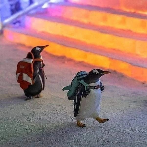_penguin_lovers's tweet photo. Going to school ........😂
#penguin #penguinlovers #cutepenguin #penguin #going #school https://t.co/yOMC1fzW1e