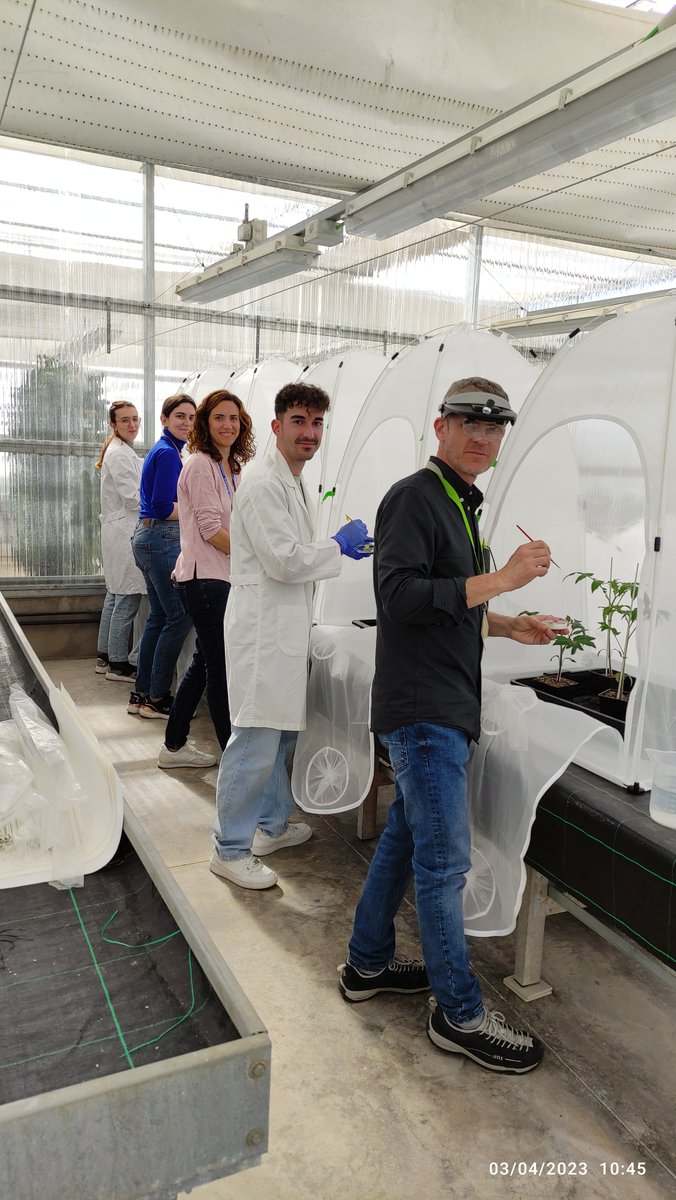 💪Great Team!!!😍
Infestation day with T. urticae in #tomato plants🌿🕷️🍅
#plantscience #greenhouse #spidermites #agriculture #Science #ScienceSignaling 

@UJIuniversitat @ESTCE_UJI