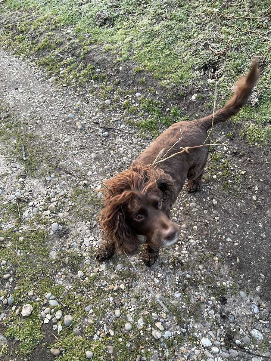 Tarka McSpaniel (@tarkamcspaniel) on Twitter photo Not always. Not always.