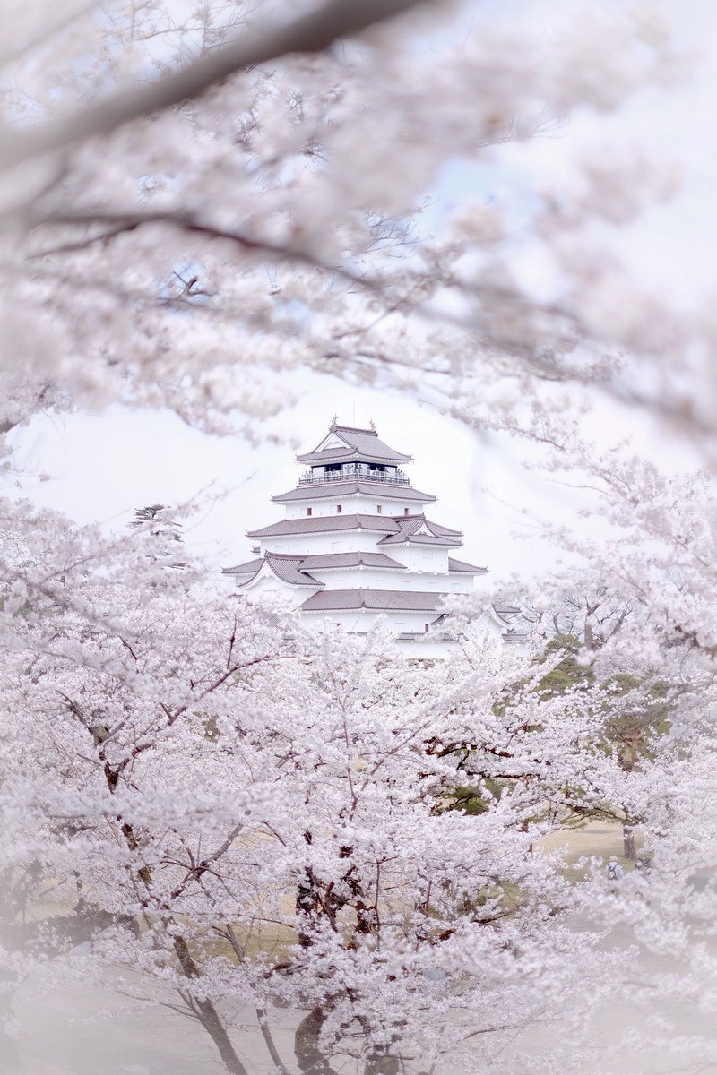 ayano_matsui's tweet photo. 優しい桜に包み込まれた鶴ヶ城
今の時期にしか見られない絶景でした🌸 https://t.co/WcFciCrrm6