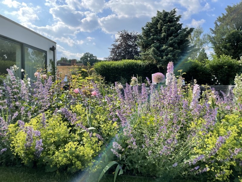 HertfordshirNGS's tweet photo. This weekend! A collection of stunning David Austin #roses make Eastmoor Lodge #Harpenden #Hertfordshire AL5 1DA worth visiting on 16 &amp; 18 1-5pm. #GiantRedwood, #hydrangea &amp; conifer enclose the space. Steep #garden. Book online or pay on the day. More here https://t.co/Bda7fBrU9F https://t.co/jE5XYqXyrH