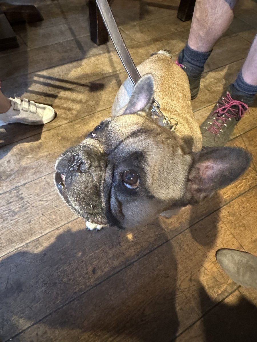 RBGConnect's tweet photo. Tommy the French Bulldog is becoming a regular at #greenwichconnect with his best friend Cat. Such a friendly chap and loves a bit of fuss from his networking friends. https://t.co/cZseuEL9M8