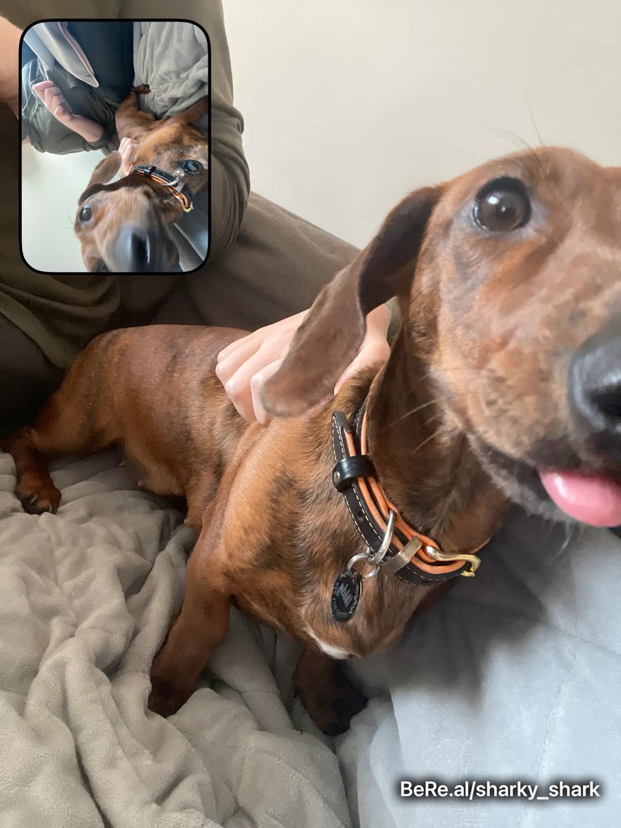 Hildy was an absolute hero yesterday. So much going on atm but dogs know when you are upset and she was a sweetheart all day. (Also boyfriends were great and I love them very much)