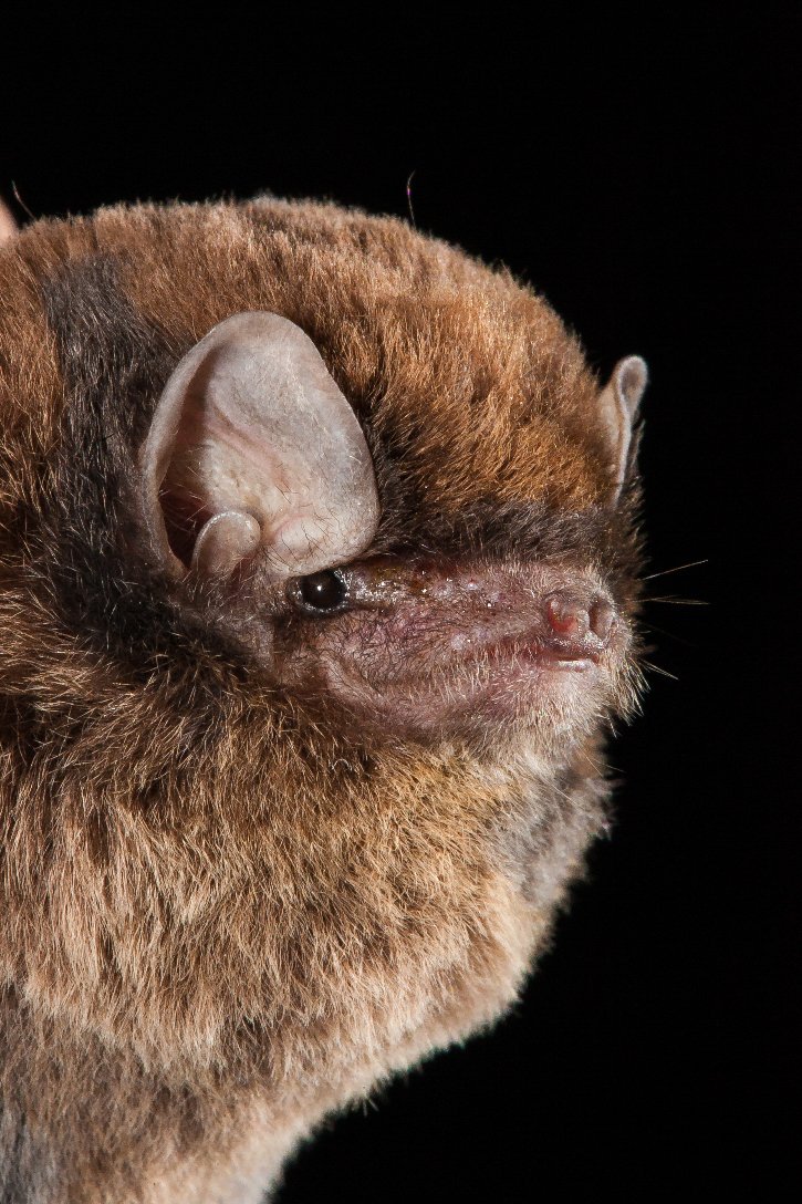 JB_Publishing's tweet photo. Happy #BatAppreciationDay - a few of the vast no. of bats found in ‘A Naturalist’s Guide to the Mammals of Australia' 2nd ed by @_peterrowland & Chris Farrell @woodslane @ausgeo
#Bats #BatsofAustralia #MammalsofAustralia #AustralianBats #BlossomBat #BentwingedBat #LongearedBat https://t.co/QClG16cM85