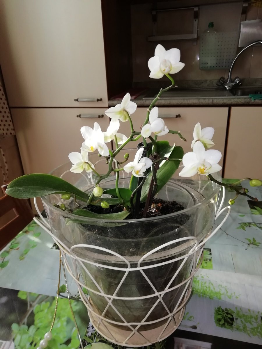 gePPalu's tweet image. La mia piccola orchidea presa all'Ikea, era quasi morta, poi si è ripresa. #conamore