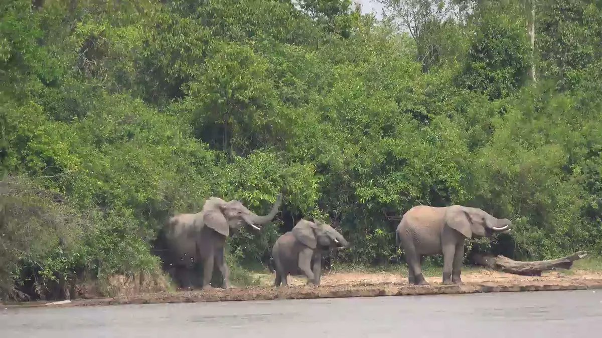 visa_cloud's tweet photo. Elephants play a crucial role in maintaining the health of the savanna ecosystem. By grazing, they contribute to conservation efforts of large mammal populations. 🐘🌿 #WorldWildlifeDay #WWD

✅ Get your Uganda visa online: https://t.co/U947PJWew9 https://t.co/xzDtBgn0N9
