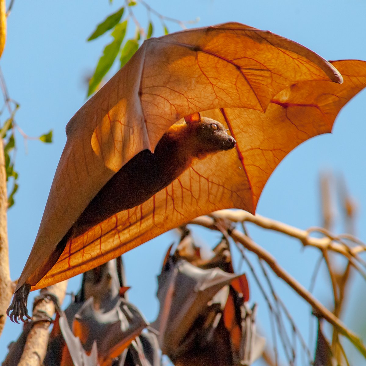 JB_Publishing's tweet photo. Happy #BatAppreciationDay - part 2 - a few more of the vast no. of bats found in ‘A Naturalist’s Guide to the Mammals of Australia' 2nd ed by @_peterrowland & Chris Farrell @woodslane @ausgeo
#Bats #BatsofAustralia #MammalsofAustralia #AustralianBats #FlyingFox #BroadnosedBat https://t.co/puzHg5mU2i