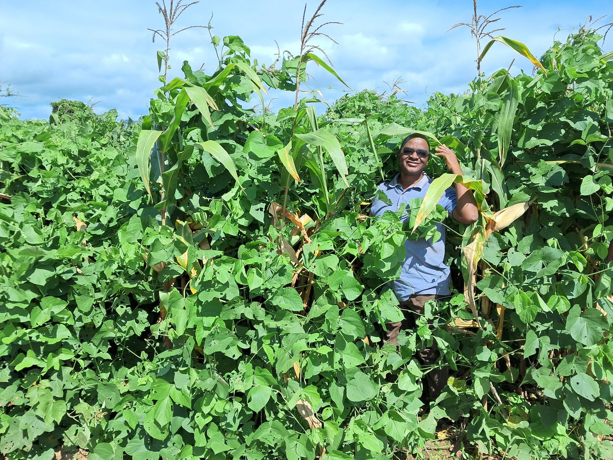 #Lablab is a multipurpose crop. It is food for humans; high quality #fodder, and fixes nitrogen and adds #OrganicMatter into the soil. It's vigorous growth makes it a good weed control tool. #SIMFS initiative is making good use of these traits on-farm in southern #Malawi.