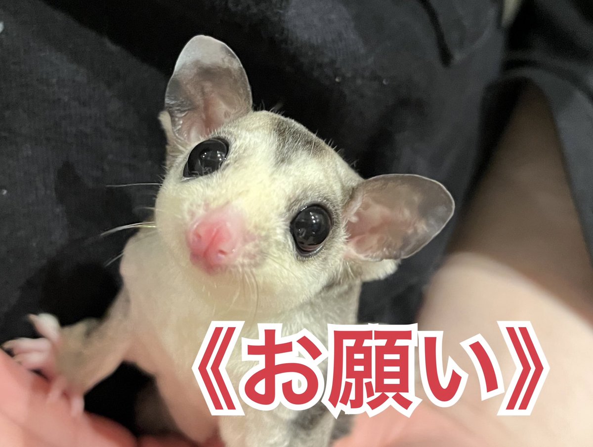 ふくろうカフェ わたど〜るmozo tweet media